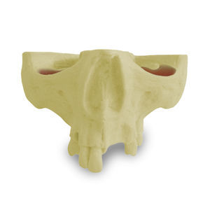 Anatomisches Modell / Oberkiefer 1