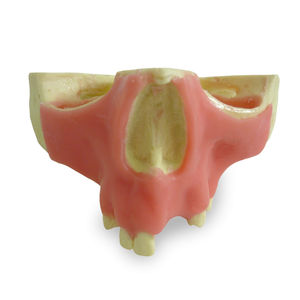 Anatomisches Modell / Oberkiefer 1