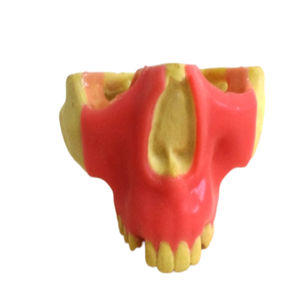 Anatomisches Modell / Oberkiefer 1