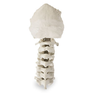 Anatomisches Modell / Knochen 1