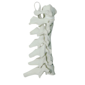 Halswirbelsäule anatomisches Modell