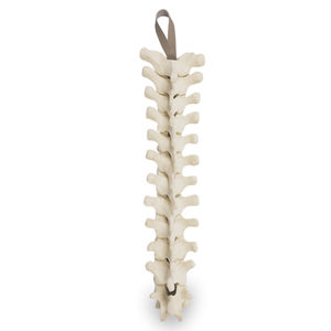 Anatomisches Modell / Wirbelsäule 1
