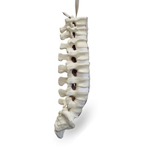Lendenwirbelsäule anatomisches Modell