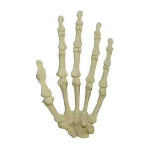 Anatomisches Modell / Knochen 1