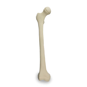Anatomisches Modell / Knochen 1