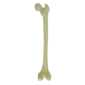 Anatomisches Modell / Knochen