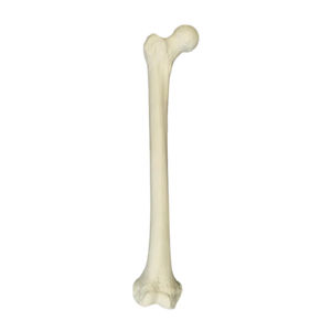 Anatomisches Modell / Knochen