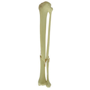 Anatomisches Modell / Knochen