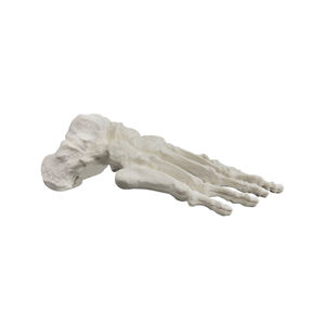 Anatomisches Modell / Knochen 1
