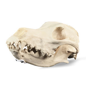 anatomisches Schädelmodell