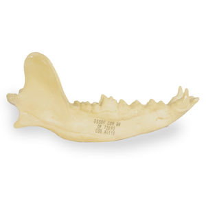 Anatomisches Modell / Unterkiefer