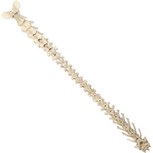 Anatomisches Modell / Wirbelsäule