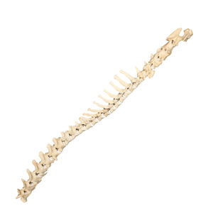 Anatomisches Modell / Wirbelsäule