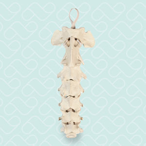 Halswirbelsäule anatomisches Modell 1