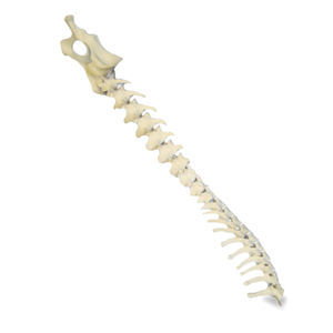 Anatomisches Modell / Becken