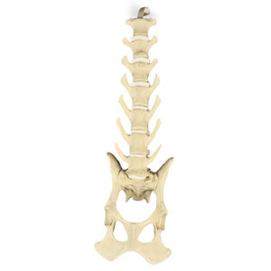 Anatomisches Modell / Becken 1