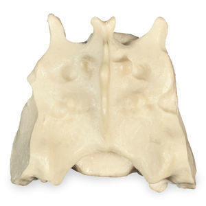 Anatomisches Modell / Becken 1