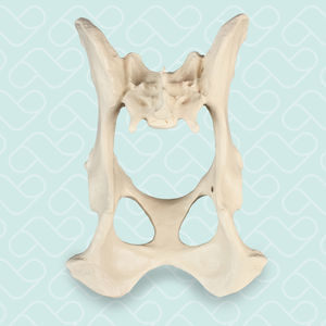 Anatomisches Modell / Becken 1