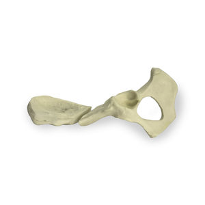 Anatomisches Modell / Becken 1
