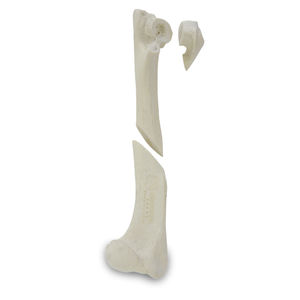 Anatomisches Modell / Humerus 1
