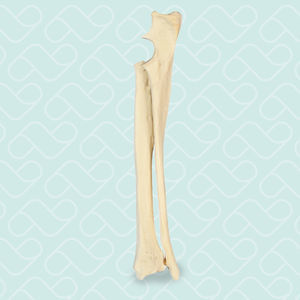 Anatomisches Modell / Radius 1