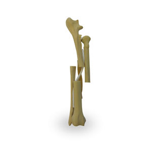 Anatomisches Modell / Radius 1