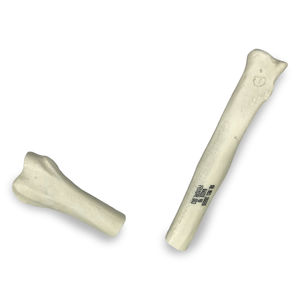 Anatomisches Modell / Radius 1