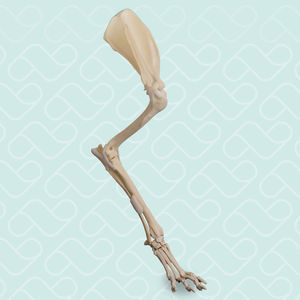Anatomisches Modell / obere Extremitäten 1