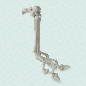 Anatomisches Modell / Metacarpal 1