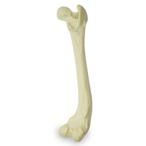 Anatomisches Modell / Oberschenkelknochen 1