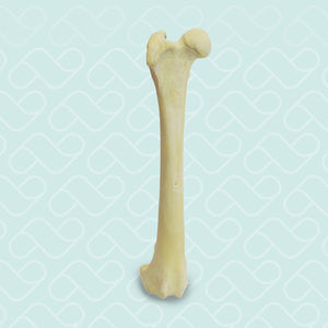 Anatomisches Modell / Oberschenkelknochen 1