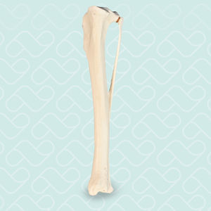 Anatomisches Modell / Knochen