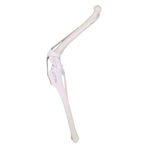 Anatomisches Modell / Knie 1