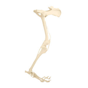 Anatomisches Modell / Becken 1