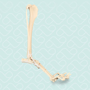 Anatomisches Modell / Knochen 1