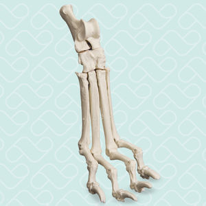 Anatomisches Modell / Tarsalknochen 1
