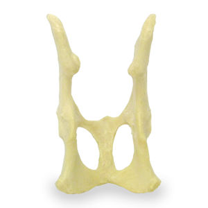 Anatomisches Modell / Becken