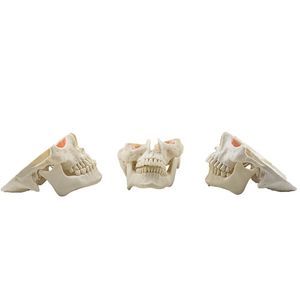 Chirurgie-Trainingspuppe 1