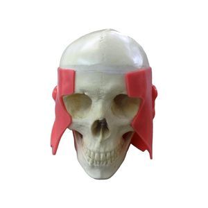 Anatomisches Modell / Unterkiefer 1