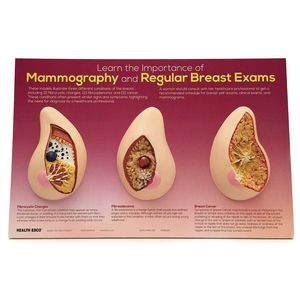Anatomisches Modell / Brust