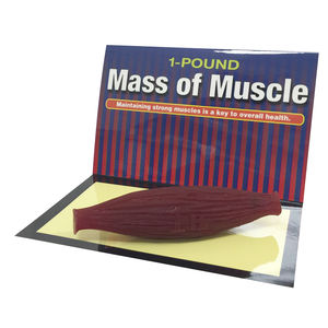 anatomisches Muskelmodell