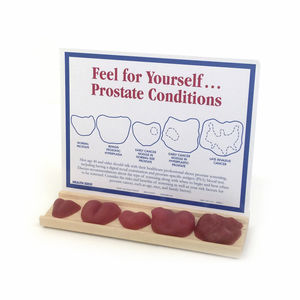 Anatomisches Modell / Ultraschall / Prostatauntersuchung / für Vorführzwecke