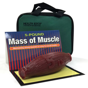 anatomisches Muskelmodell