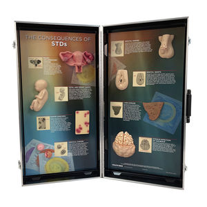 Anatomisches Modell / Leber