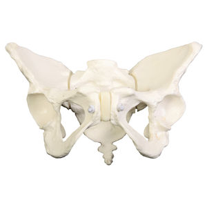 Anatomisches Modell / Becken