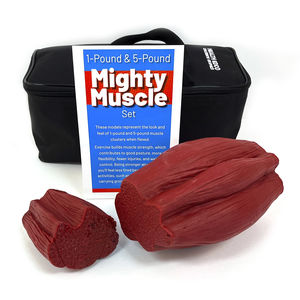 anatomisches Muskelmodell