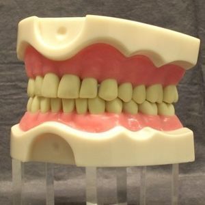 Anatomisches Modell / Mund 1
