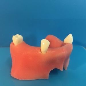 Anatomisches Modell / Oberkiefer 1