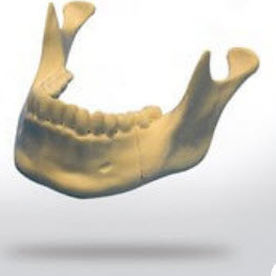 Anatomisches Modell / Unterkiefer