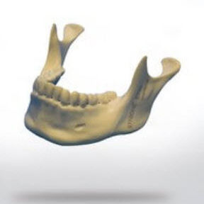 Anatomisches Modell / Unterkiefer / Knochen / für Ausbildung / Implantologie